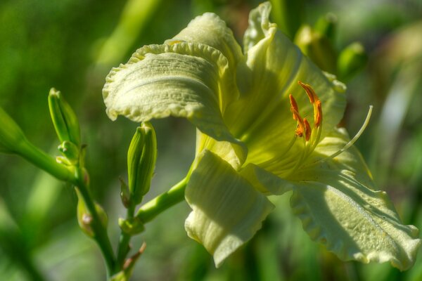 Bud and stamens of a green lily