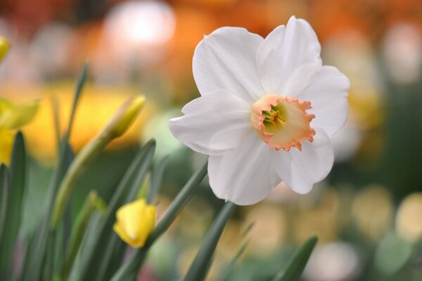 White narcissus flower with highlights on the background