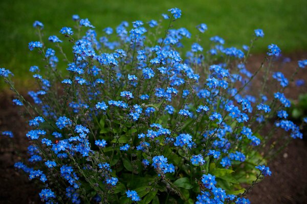 Arbusto de nomeolvides azul