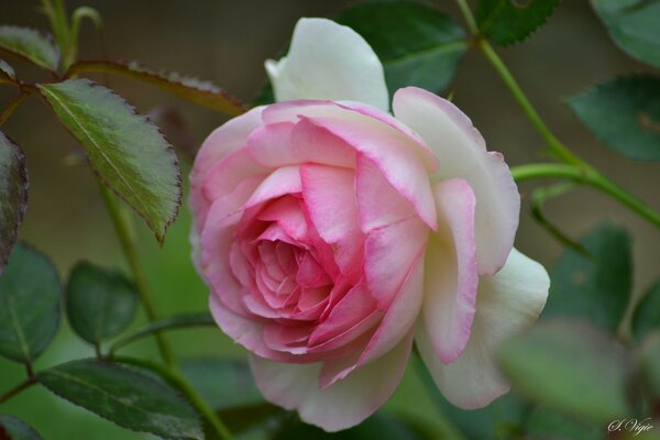 Knospe einer rosa und weißen Rose