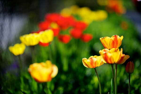 Tulipanes amarillos y rojos en la naturaleza