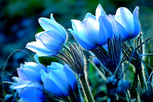 Blaue Blumen Nahaufnahme