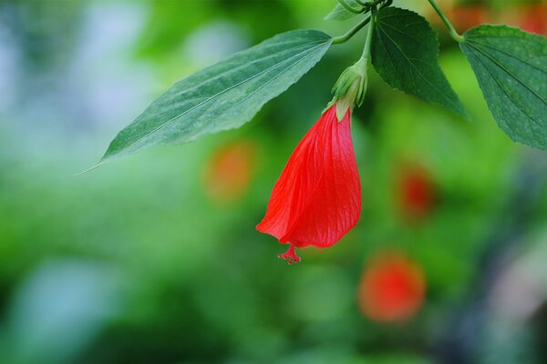 Brote de hibisco rojo en una rama