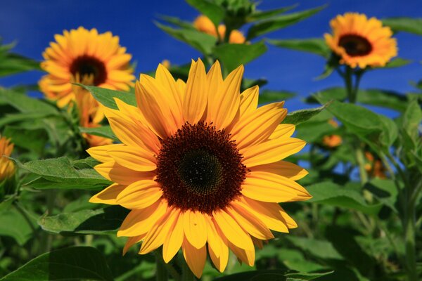 Three sunflowers in a field against a blue sky