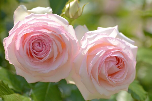 Rose delicate nel giardino estivo