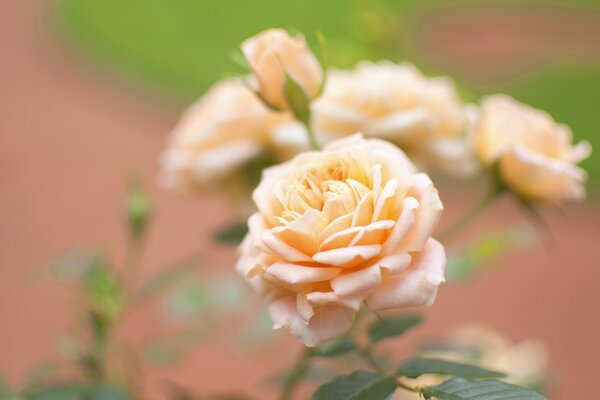 Rosa pesca con gambo