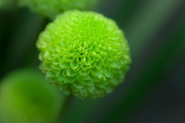 Flor de Dalia en punto focal verde