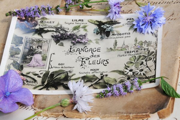 Vintage postcard. Spring flowers