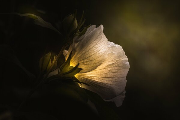 Luz a través de la flor blanca