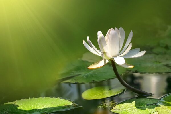 Im Teich schwimmt eine schöne weiße Seerose