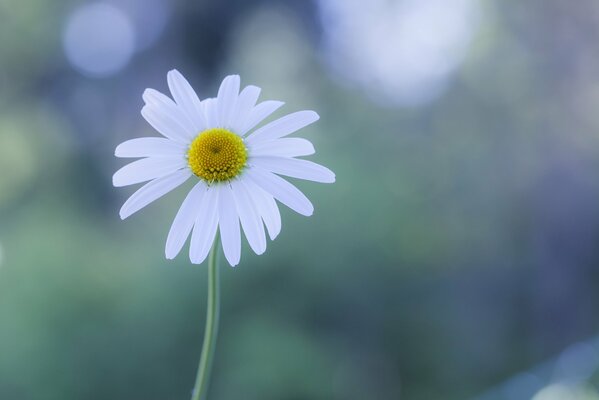 One Daisy close-up