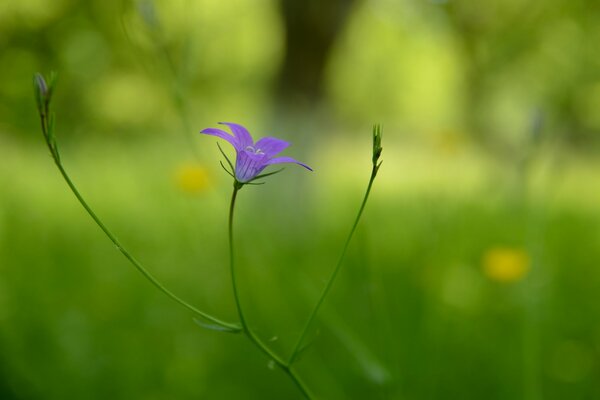 Fleur lilas sur fond flou