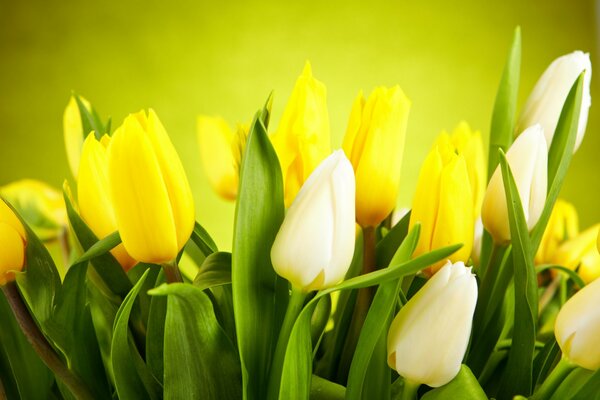 White and yellow tulips