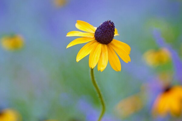 Macrophoto of yellow rudbeckia on a blurry background
