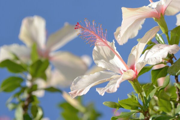 Ibisco in fiore su uno sfondo di cielo blu