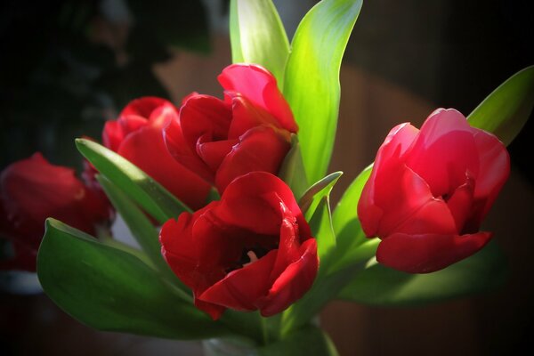 Bouquet of bright red tulips with leaves