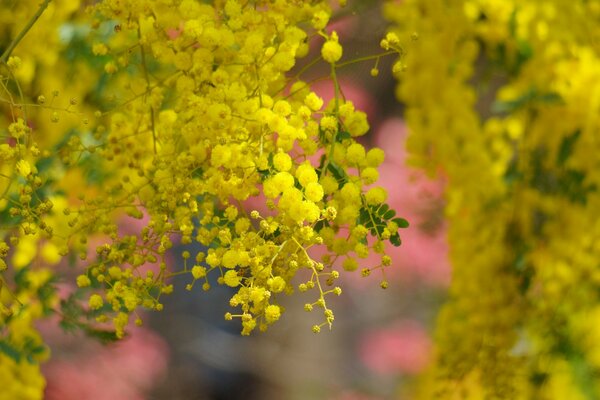 Flowering of yellow acacia on a pink background