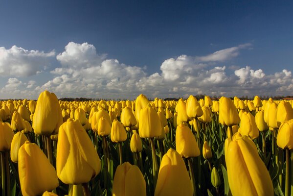 Plantation de tulipes jaunes sous le soleil