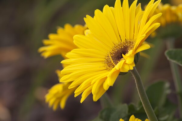 Łodyga żółtego gerbera w makrofotografii