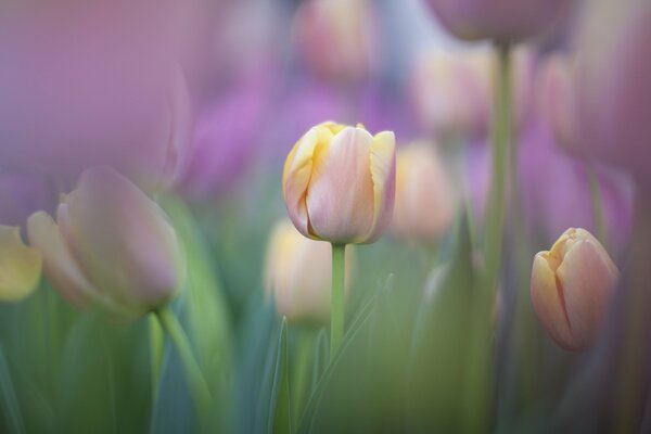 The tenderness of tulips in nature