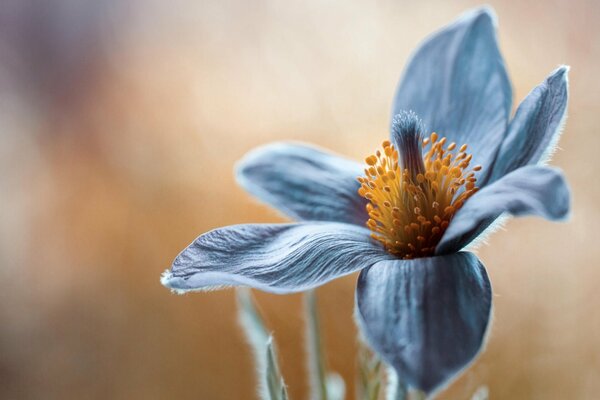 Gros plan d un bourgeon de fleur bleue en fleurs