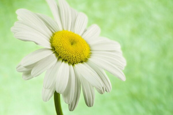 Camomille sur fond vert