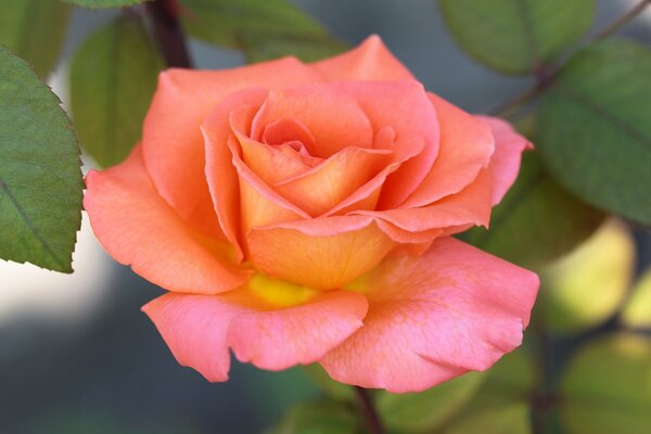 Floreciente rosa amarilla