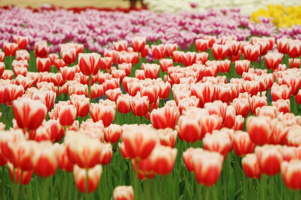 Colorful tulips growing in the park