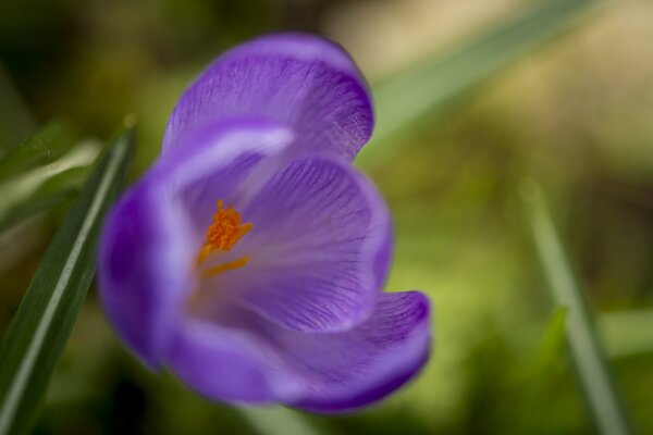 Macro crocus of violet light