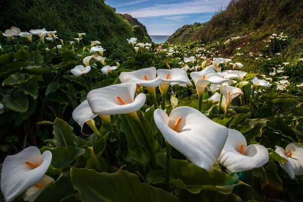 Calla sur fond de paysage de montagne