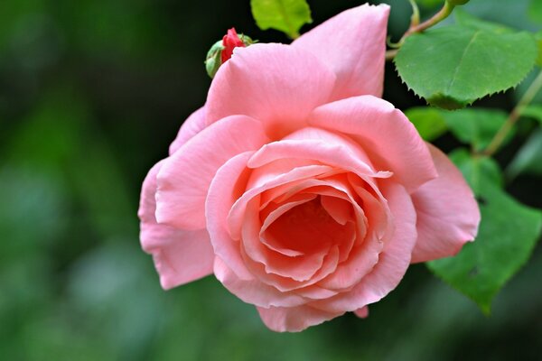 Un tel tir de rose rose