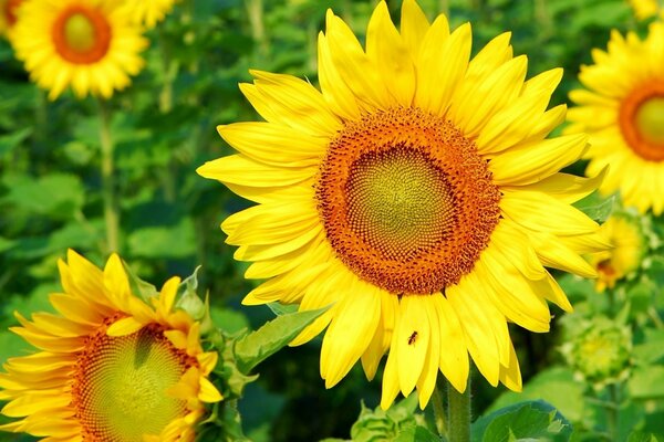 Colorful sunflowers on a summer day