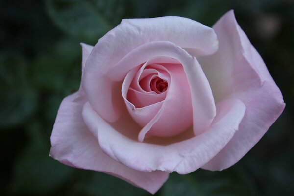 Knospe einer rosa Rose