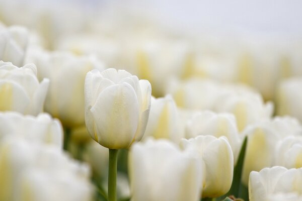 White tulips are a wonderful gift