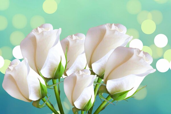 Rosas blancas sobre fondo azul