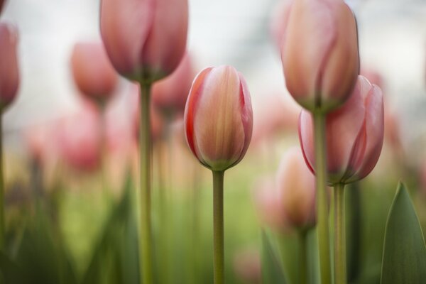 Весеннее поле розовых тюльпанов