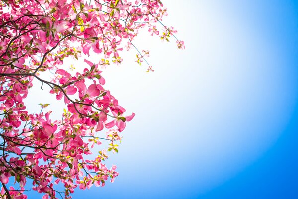 Branches avec des fleurs roses sur fond de ciel clair