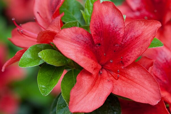Red Azalea macro shooting