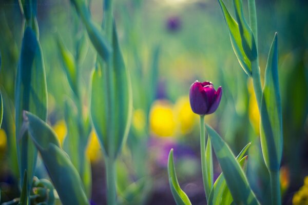 Spring tulip on a purple background