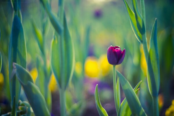 Tulipán de primavera sobre fondo malva