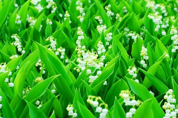 The field of lilies of the valley wakes up on the first of May