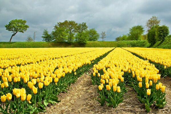 Field of yellow tulips