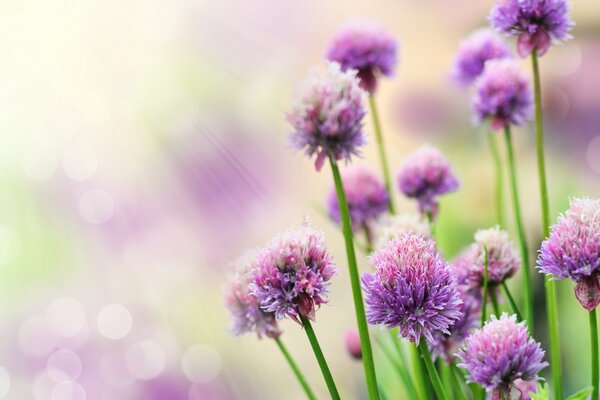 Flores silvestres en el sol