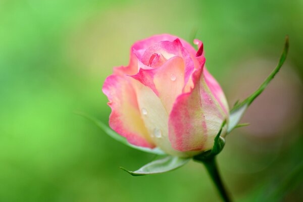 Light pink gorgeous rose