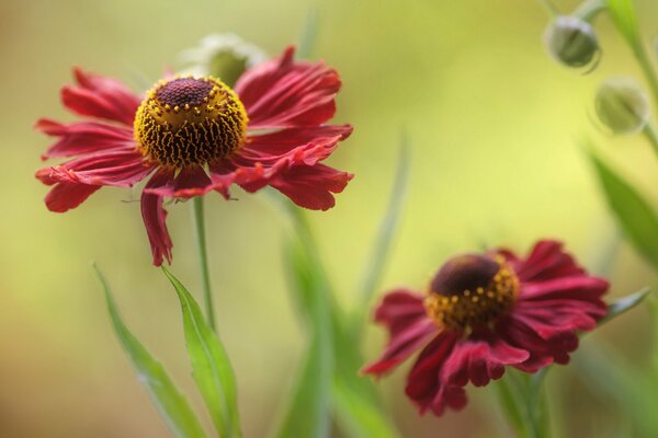 Two red flowers macro photo