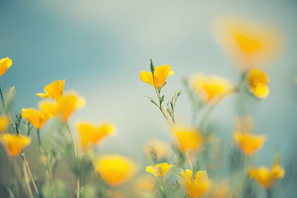 Yellow flowers at dawn