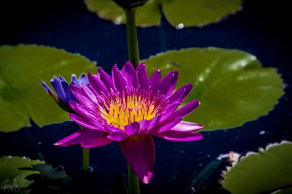 Wasserfee Blume Seerosen