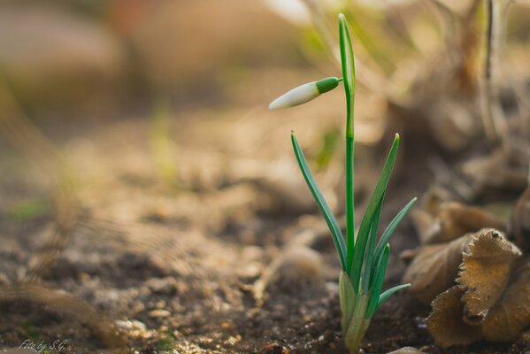 The snowdrop awakens from the ground in spring