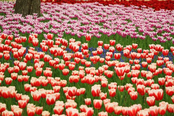 Parque de tulipanes con pétalos rojos