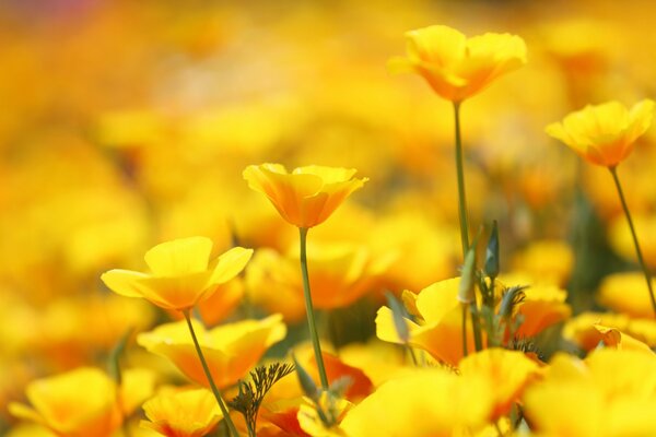 Champ entier de fleurs jaunes